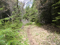 Badger Creek Trail #479