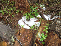 Hail from the Previous Night