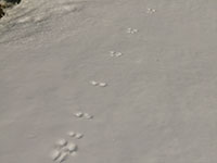Animal Tracks in the Snow