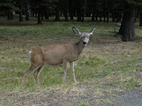 Mule Deer near Wallowa Lake Trailhead