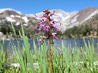 Elephant Head (Pedicularis groenlandica) Wildflower with Wallowa Mountains in the Background
