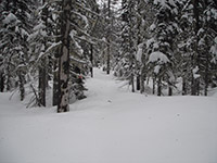 Tape Marking the Trail within Jefferson Wilderness