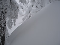 Looking to our Left on a Steep Slope Within the Trees