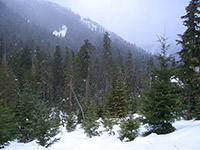 Snowing in the Mountains of Upper Clackams Oregon