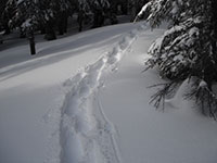 Our Snowshoe Tracks