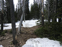Patches of Snow on Pole Creek Trail # 4072
