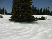 Frozen Puddle in Jefferson Park