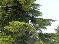 Gray Jay Looking for a Handout