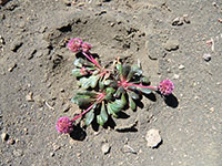 Flowering Succulent