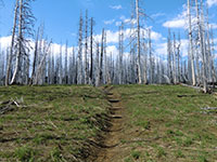 Steps on Summit Lake Trail