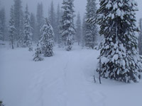 Well Defined Trail to Boy Scout Ridge