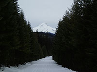 Mt Hood from the Trail