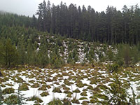 Very little snow near Frog Lake