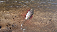 Large rainbow trout that John caught