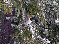 Gray Jay on the shore of frozen lower Twin Lake