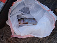 Diamond Lake rainbow trout in-a-bag