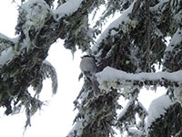 Grey Jay visiting us at Bonney Meadows