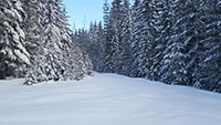 Untouched powder on the way to Bonney Meadows