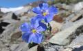Blue Flax (Linum lewisii) - Wallowa Mountains, Oregon