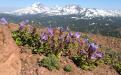 Davidson's Penstemon (Penstemon davidsonii) - Tumalo Mountain, Oregon