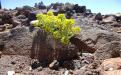 Oregon Stonecrop (Sedum oreganum) - Mount Bachelor, Oregon