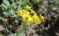 Rocky Mountain Butterweed (Packera streptanthifolia) - Wallowa Mountains, Oregon