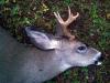 3x3 Black-Tailed Deer
