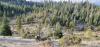 Picture of hunting deer near Three Fingered Jack, Oregon